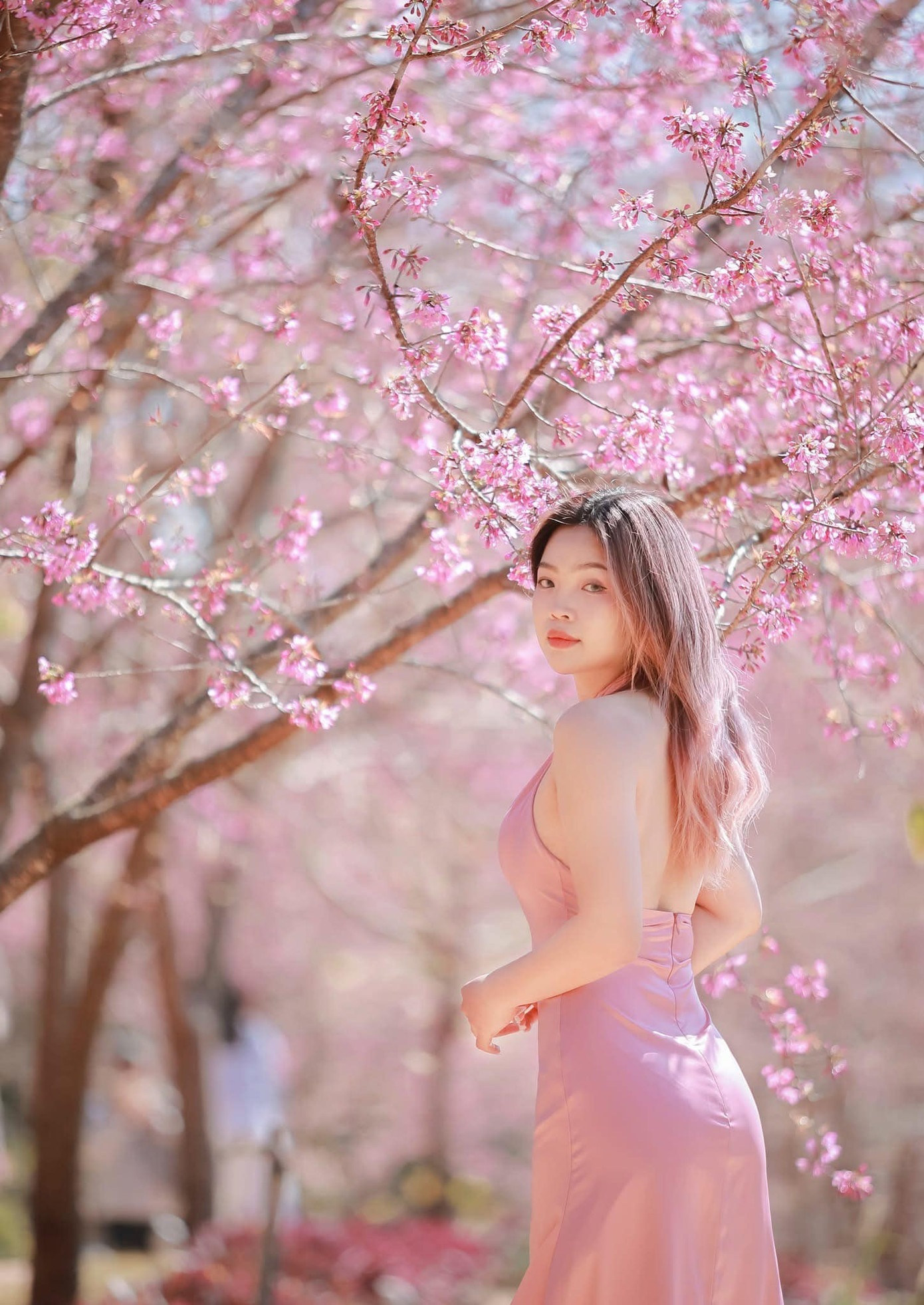 Mai anh đào bung nở khoe sắc trên cao nguyên thu hút đông đảo giới trẻ đến check-in lưu lại những khoảnh khắc đẹp. Ảnh: Đặng Hữu Tiến Mai anh đào bung nở khoe sắc trên cao nguyên thu hút đông đảo giới trẻ đến check-in lưu lại những khoảnh khắc đẹp. Ảnh: Đặng Hữu Tiến