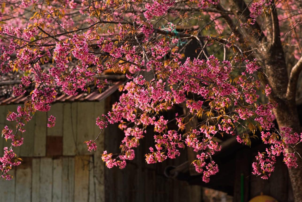 Hoa mai anh đào khoe sắc trên bản Sò Lườn, xã Mường Sang, huyện Mộc Châu. Ảnh: Hà Phương Anh Hoa mai anh đào khoe sắc trên bản Sò Lườn, xã Mường Sang, huyện Mộc Châu. Ảnh: Hà Phương Anh