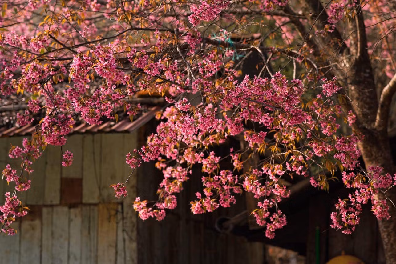 Hoa mai anh đào khoe sắc trên bản Sò Lườn, xã Mường Sang, huyện Mộc Châu. Ảnh: Hà Phương Anh