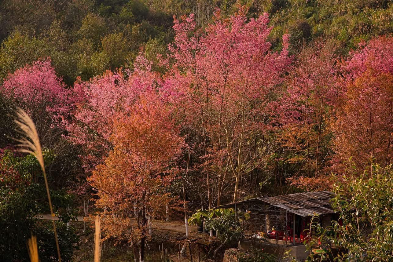 Hoa mai anh đào khoe sắc trên bản Sò Lườn, xã Mường Sang, huyện Mộc Châu. Ảnh: Hà Phương Anh Hoa mai anh đào khoe sắc trên bản Sò Lườn, xã Mường Sang, huyện Mộc Châu. Ảnh: Hà Phương Anh
