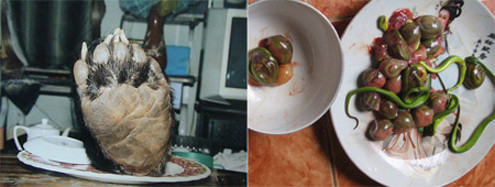 Tháo khớp gấu lấy tay, rạch bụng rắn ngắt bào thai nhúng giấm… đã và đang là thú ăn chơi biến thái của ngày càng đông thực khách hám sung, hám mạnh