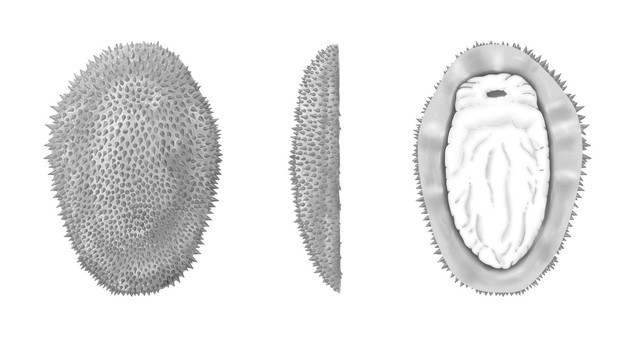 Hình ảnh tái hiện sinh vật cổ đại - Ảnh: SCIENCE