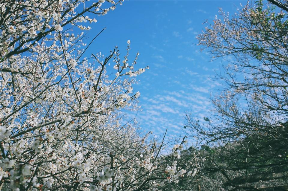 Vẻ đẹp trắng muốt của hoa mơ Mộc Châu trên nền trời xanh qua góc máy của Kiên.