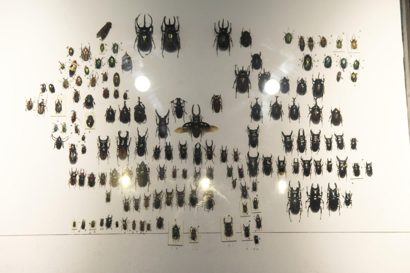 Độc lạ thú chơi sưu tầm bọ cánh cứng 'cực hiếm' của chàng trai GenZ ảnh 6