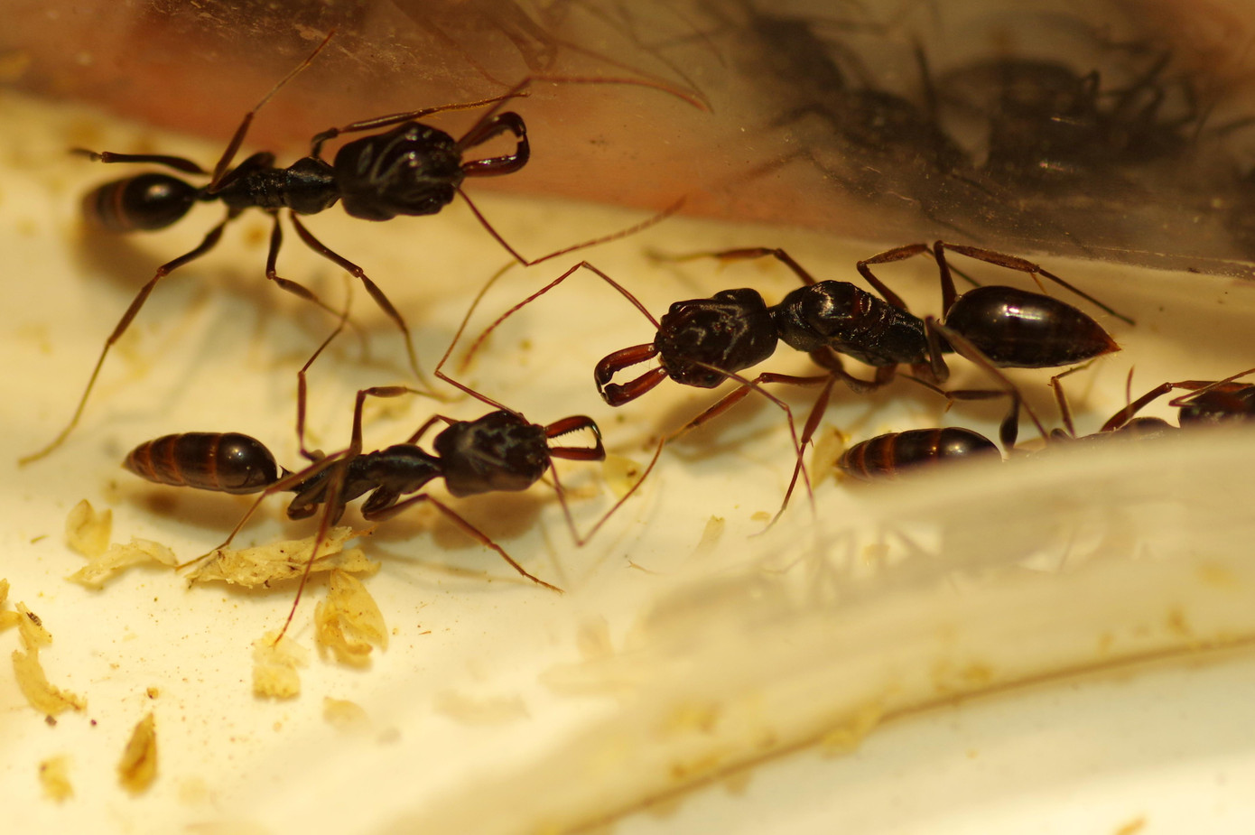 Độc lạ 'thú chơi' nuôi kiến cảnh của chàng TikToker triệu view ảnh 2 Độc lạ 'thú chơi' nuôi kiến cảnh của chàng TikToker triệu view ảnh 2