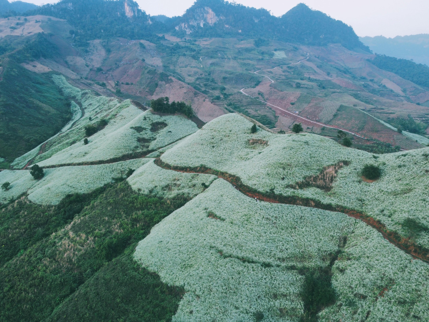 Ngọn đồi cải nằm ở xã Chiềng Xuân, Mộc Châu.