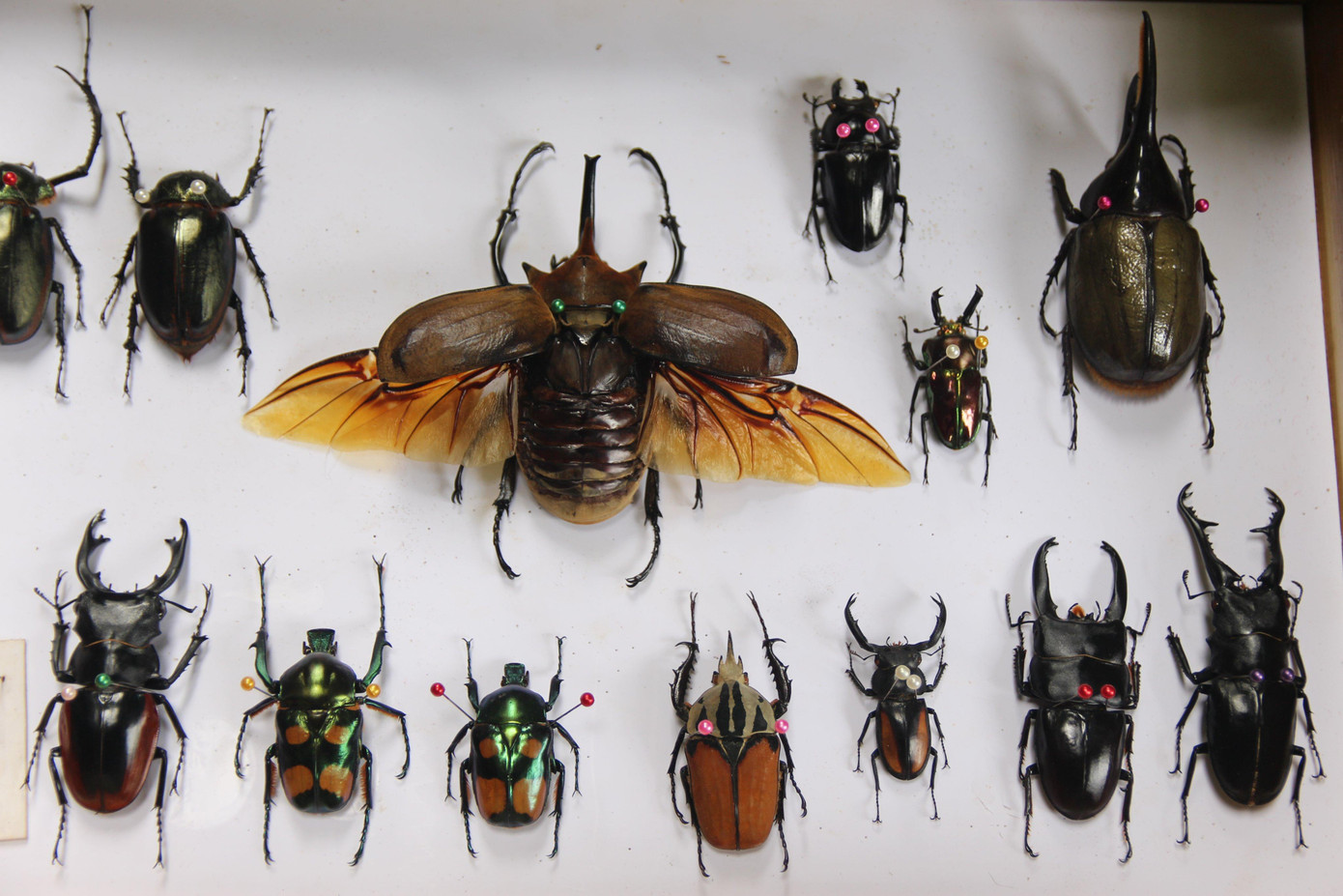 Độc lạ thú chơi sưu tầm bọ cánh cứng 'cực hiếm' của chàng trai GenZ ảnh 5 Độc lạ thú chơi sưu tầm bọ cánh cứng 'cực hiếm' của chàng trai GenZ ảnh 5