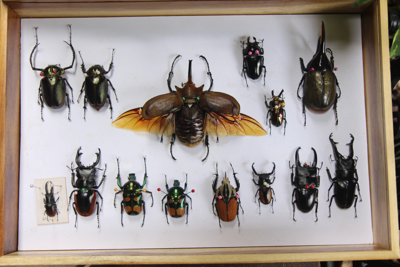 Các tiêu bản được Kiệt cố định vào mặt phẳng, đóng trong hộp gỗ có nắp đậy bằng kính trong suốt để trưng bày. Các tiêu bản được Kiệt cố định vào mặt phẳng, đóng trong hộp gỗ có nắp đậy bằng kính trong suốt để trưng bày.