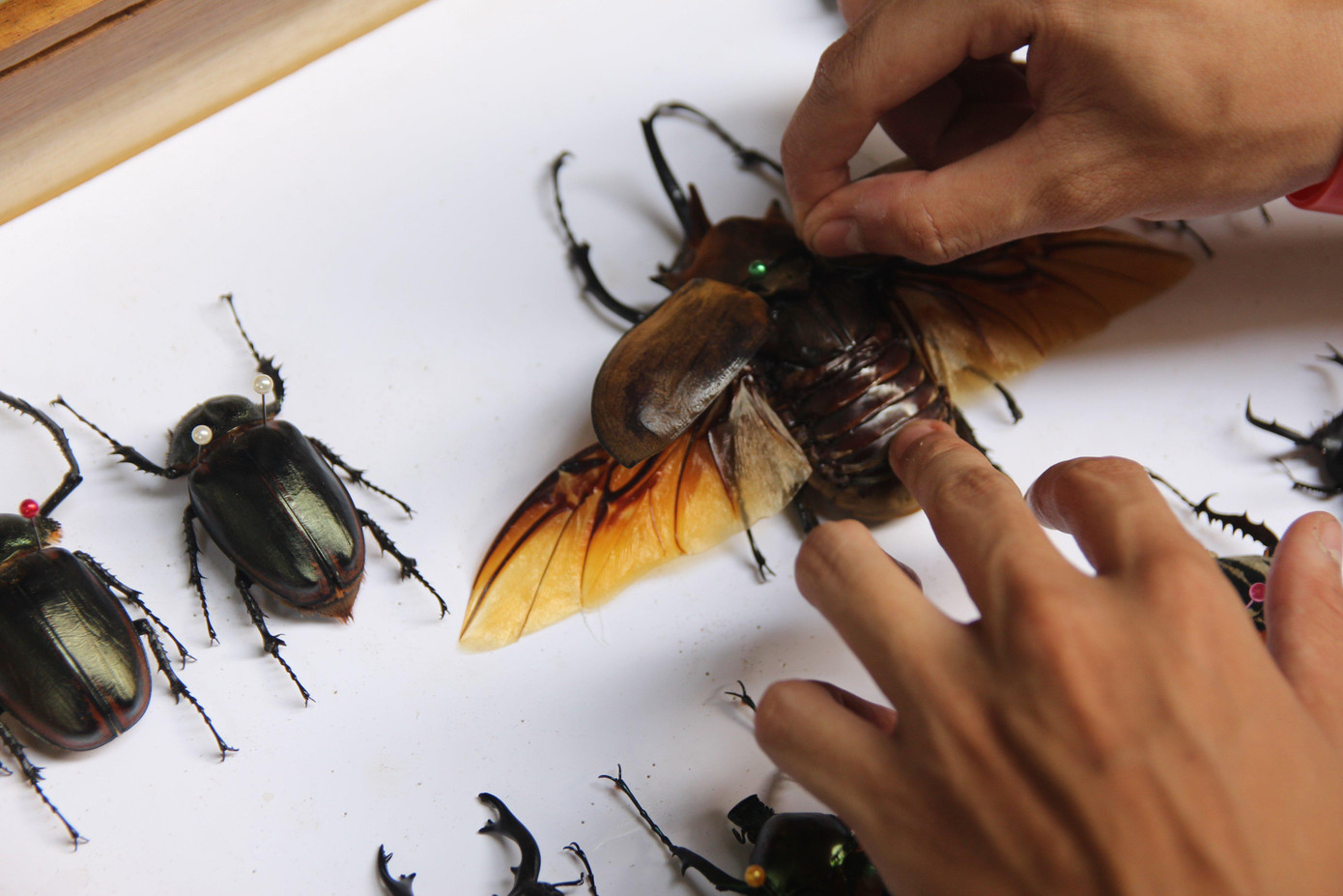 Bọ voi Nam Mỹ (tên khoa học: Megasoma Elephas) là loại bọ có kích thước lớn nhất trong bộ sưu tập của Kiệt. Bọ voi Nam Mỹ (tên khoa học: Megasoma Elephas) là loại bọ có kích thước lớn nhất trong bộ sưu tập của Kiệt.