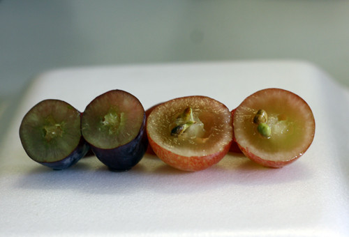 Khi bổ ra, nho Mỹ nhìn rất chắc thịt và không có hạt (trái) trong khi nho đỏ Trung Quốc có nhiều hạt và ruột khá rỗng, bóp vào thấy rất nhão (phải)