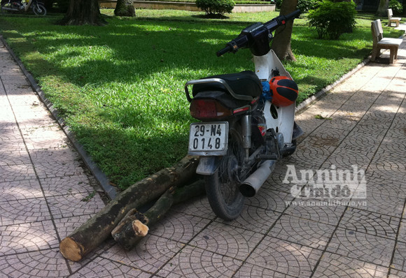 Người này chậm chân hơn, "xin" được cành nhỏ. Chỉ sau vài phút, khi phóng viên quay lại anh ta cũng bỏ đi mất.. Người này chậm chân hơn,