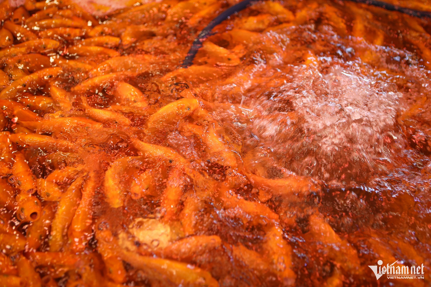 Những thùng cá chép đỏ được bơm oxy trong các gian hàng tại chợ. Cá chép tại chợ Bình Điền được nhập chủ yếu từ các tỉnh miền Tây, Đồng Nai...