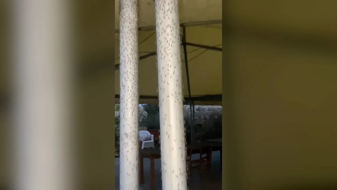 Hàng triệu con ruồi đen đã xâm chiếm thị trấn biển Orbetello ở Ý khiến du khách và người dân hoảng loạn. Ảnh: AP.