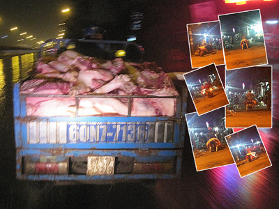 Chiếc xe ba gác máy chở đầy heo từ một lò mổ ra chợ Tam Hòa (ảnh lớn) và hàng loạt xe máy chở heo lậu từ lò mổ chui chạy ra chợ tiêu thụ (ảnh nhỏ). Ảnh: Lê Nguyễn - Quốc Trung