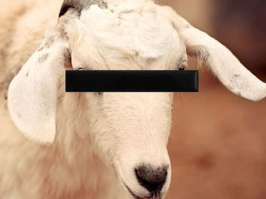 Cặp vợ chồng chủ của trang trại phát hiện chú dê của mình có những dấu hiệu của việc bị tấn công tình dục 