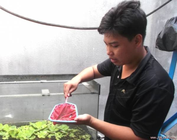  Huỳnh Ngọc Quý với hồ cá Betta giống của mình