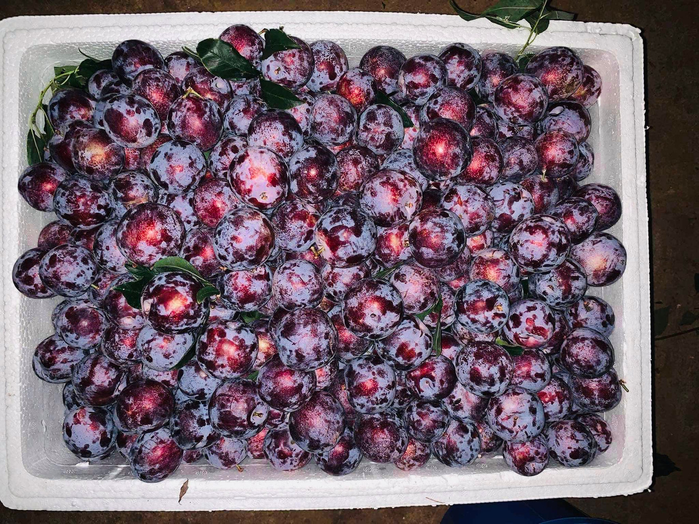 Nhiều người mô tả mận Pu Nhi khá giống vị quả cherry (Ảnh: NVCC).