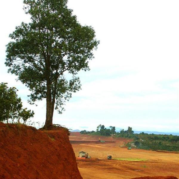Cây sao cuối cùng trên khu vực xây dựng nhà máy bauxite Nhân Cơ (Đăk Nông). Ảnh: Hoàng Thiên Nga