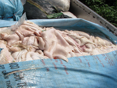 Da lợn bốc mùi hôi thối trên xe tải. Da lợn bốc mùi hôi thối trên xe tải