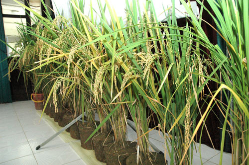 Các nhà khoa học trong nước khẳng định, lúa Thành Dền là lúa Khang dân 18