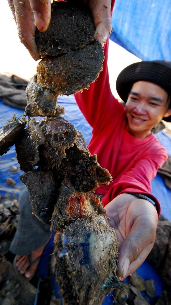 Con trai này nuôi đã 1 năm tuổi đang được đem đi vệ sinh rong rêu bám trên thân