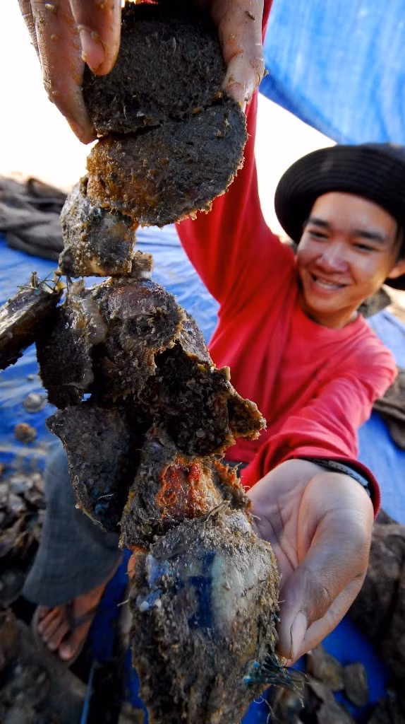 Con trai này nuôi đã 1 năm tuổi đang được đem đi vệ sinh rong rêu bám trên thân