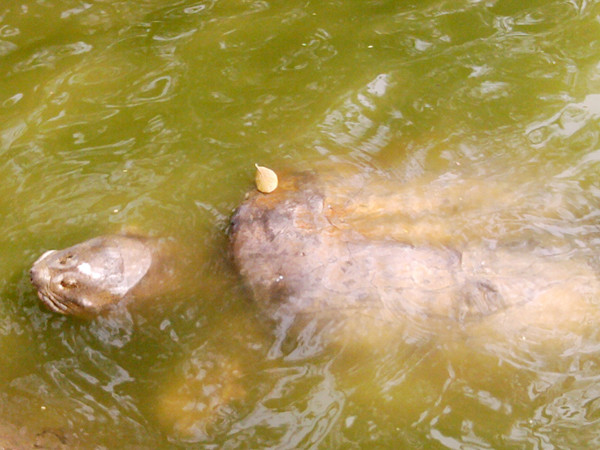 Ảnh do độc giả Lê Văn Tòng cung cấp. Ảnh do độc giả Lê Văn Tòng cung cấp