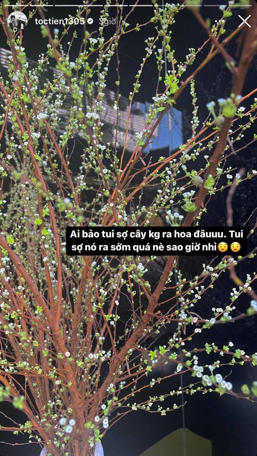 Ở một "diễn biến" khác, hoa tuyết mai nhà Tóc Tiên lại có vẻ "nôn Tết" hơn cả nữ ca sĩ.