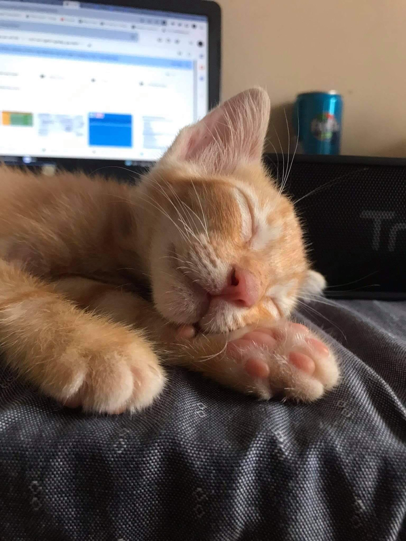 Kim Anh gọi khoảng thời gian ngắm nhìn Ja là một phương pháp "thiền" vì khi ấy, cô bạn cảm thấy rất bình yên. Ảnh: NVCC Kim Anh gọi khoảng thời gian ngắm nhìn Ja là một phương pháp "thiền" vì khi ấy, cô bạn cảm thấy rất bình yên. Ảnh: NVCC