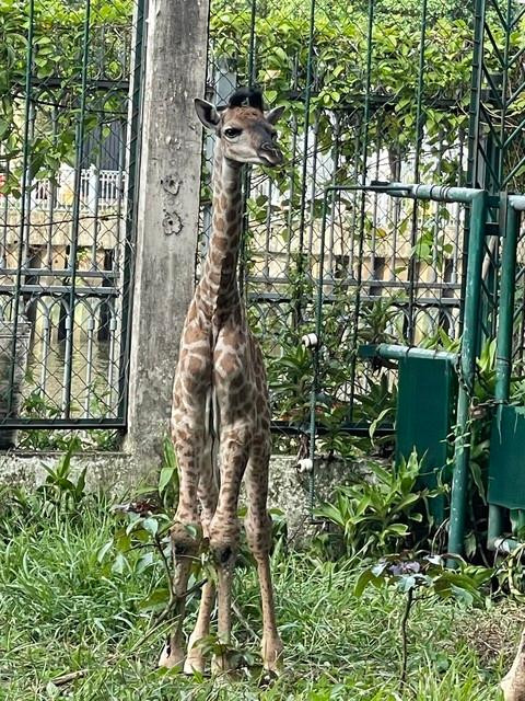 Dù chỉ là "sơ sinh" nhưng bé hươu đã sở hữu chiều cao của một người trưởng thành.