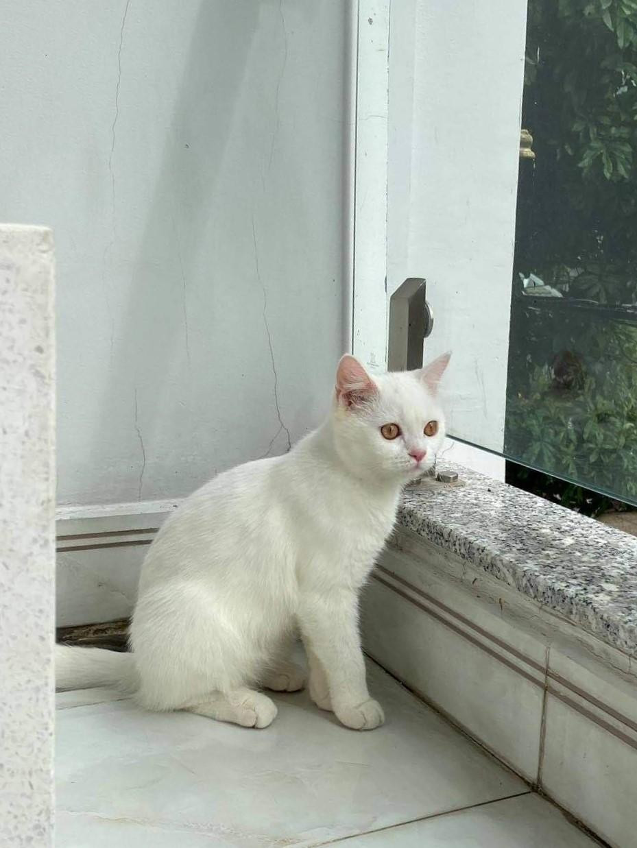 "Người bạn 4 chân" lông trắng của Tường Vy. Ảnh: NVCC "Người bạn 4 chân" lông trắng của Tường Vy. Ảnh: NVCC