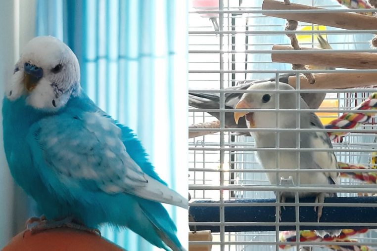 Những "người bạn" 2 chân ồn ào một cách đáng yêu của Phương Uyên. Ảnh: NVCC