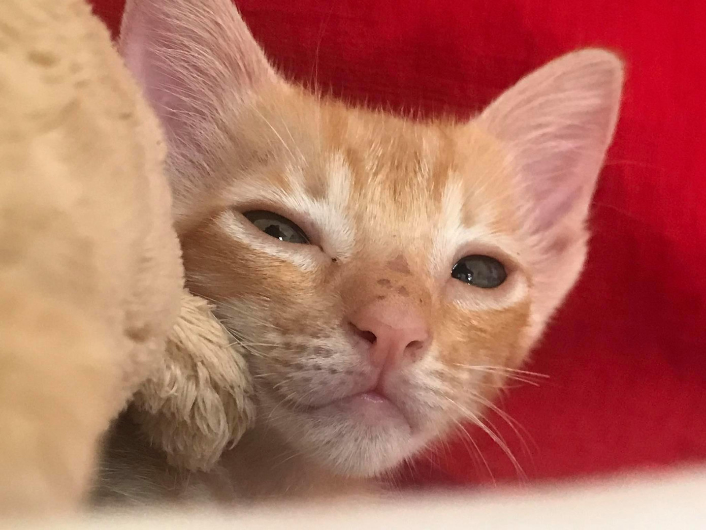 Ja hiện đã tròn 2 tháng tuổi. Ảnh: NVCC Ja hiện đã tròn 2 tháng tuổi. Ảnh: NVCC