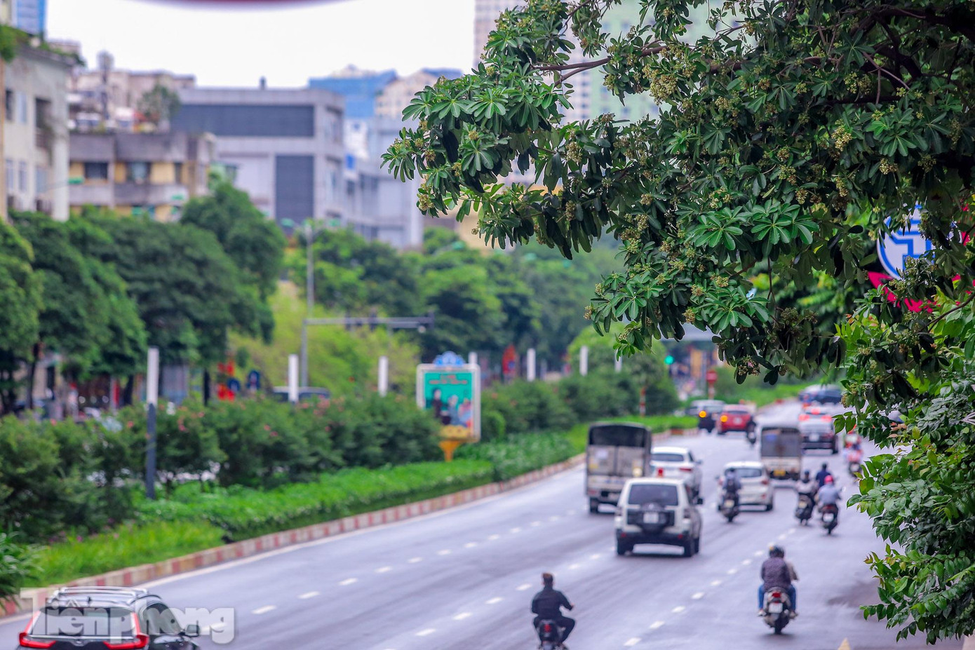 Hoa sữa bắt đầu nở từ cuối tháng 9 và kéo dài đến đầu tháng 12. Hoa sữa bắt đầu nở từ cuối tháng 9 và kéo dài đến đầu tháng 12.