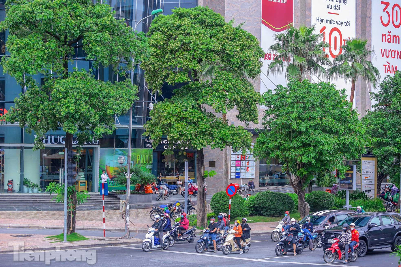 Tuy nhiên hoa sữa lại đậm mùi, vì thế nên không ít người sợ thời điểm loài hoa này nở rộ. Tuy nhiên hoa sữa lại đậm mùi, vì thế nên không ít người sợ thời điểm loài hoa này nở rộ.