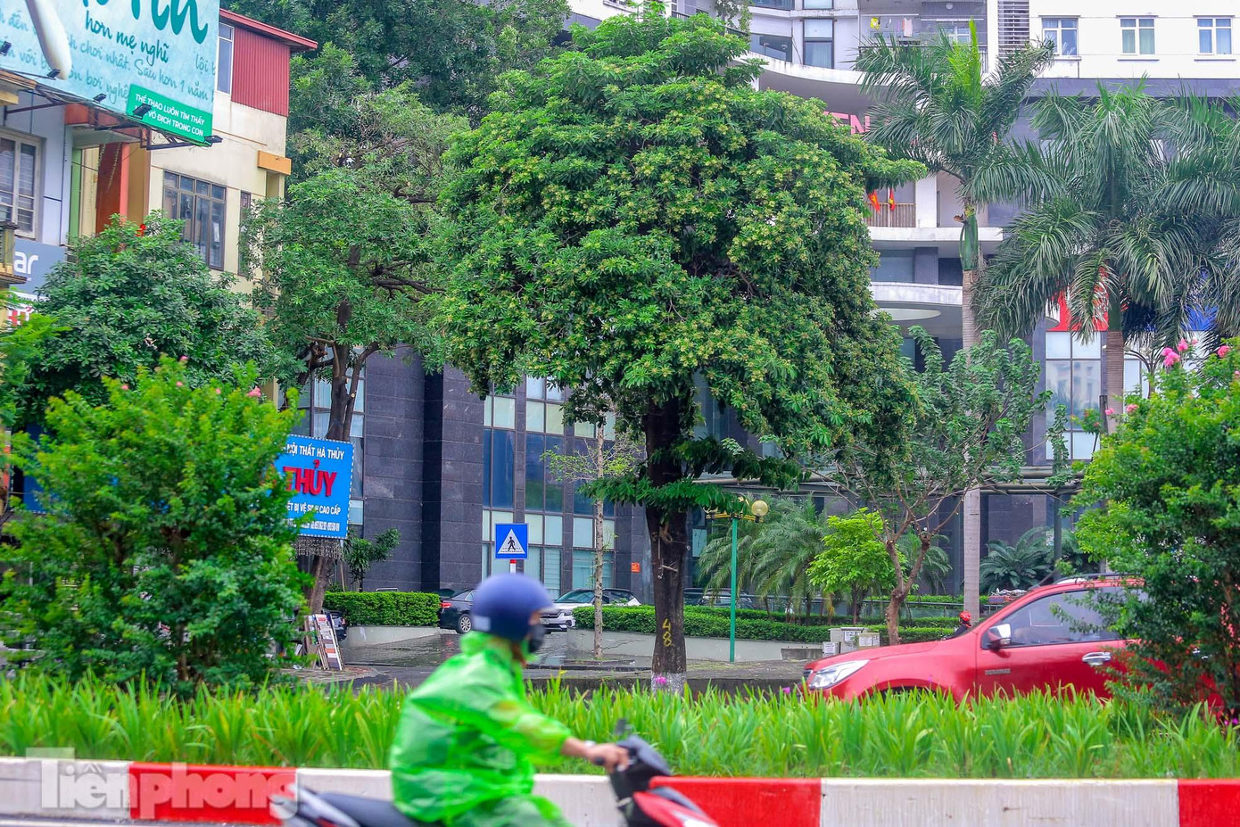 Nhiều tuyến phố ở Hà Nội có trồng hoa sữa như Nguyễn Chí Thanh, Trần Duy Hưng, Huỳnh Thúc Kháng, Trung Hòa... Nhiều tuyến phố ở Hà Nội có trồng hoa sữa như Nguyễn Chí Thanh, Trần Duy Hưng, Huỳnh Thúc Kháng, Trung Hòa...