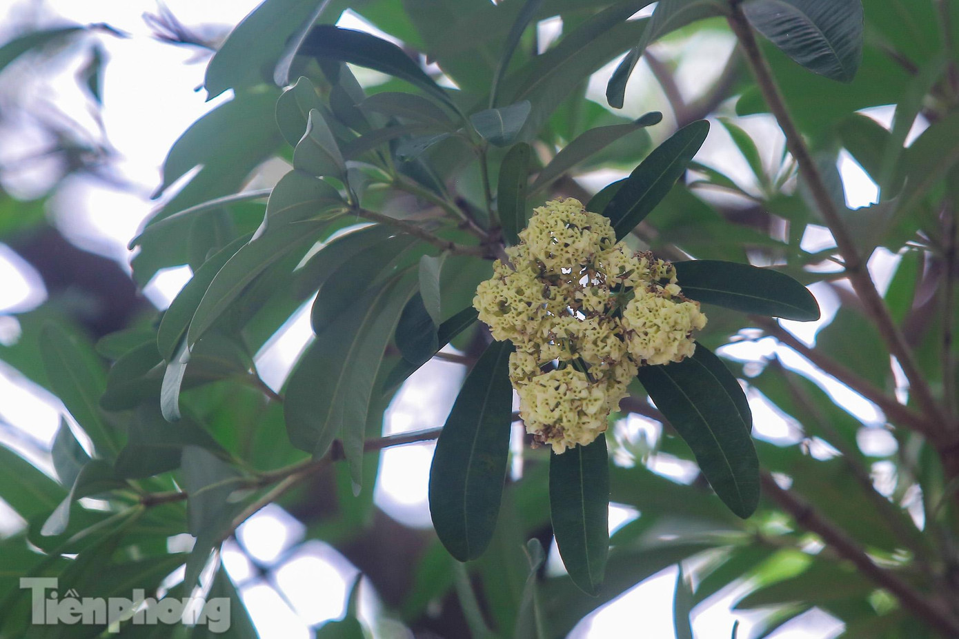 Không rực rỡ như hoa đào, hoa phượng, hay hoa cúc, cũng chẳng kiêu sa như các loài hoa hồng, lan, mai..., hoa sữa chỉ có vẻ đẹp dung dị, mộc mạc và thanh tao như tâm hồn người Hà Nội. Không rực rỡ như hoa đào, hoa phượng, hay hoa cúc, cũng chẳng kiêu sa như các loài hoa hồng, lan, mai..., hoa sữa chỉ có vẻ đẹp dung dị, mộc mạc và thanh tao như tâm hồn người Hà Nội.