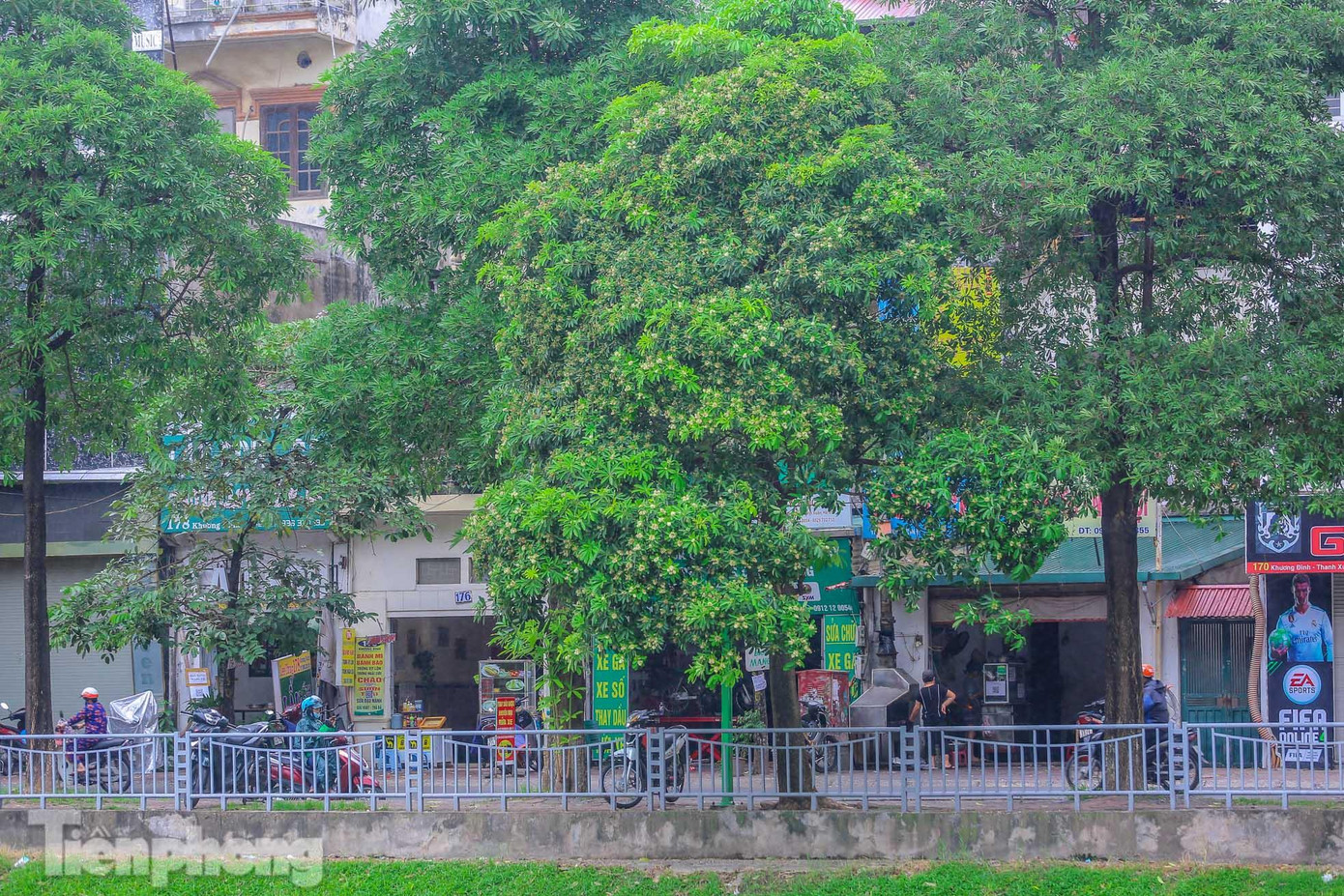 Cây hoa sữa sông Tô Lịch. Cây hoa sữa sông Tô Lịch.