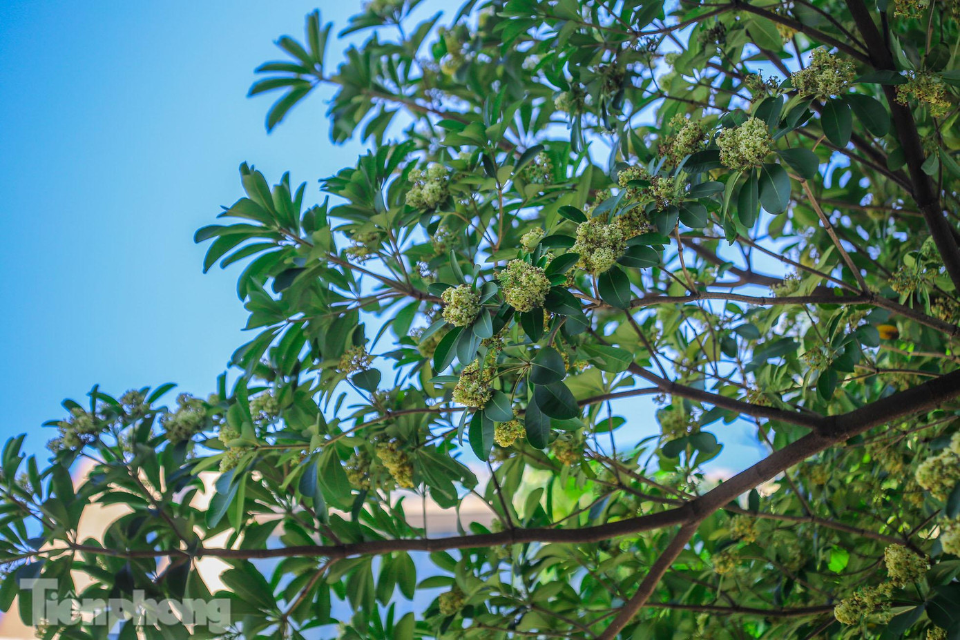 Không ít người mê mẩn loài hoa, hương hoa này tới mức say mê cuồng nhiệt. Không ít người mê mẩn loài hoa, hương hoa này tới mức say mê cuồng nhiệt.