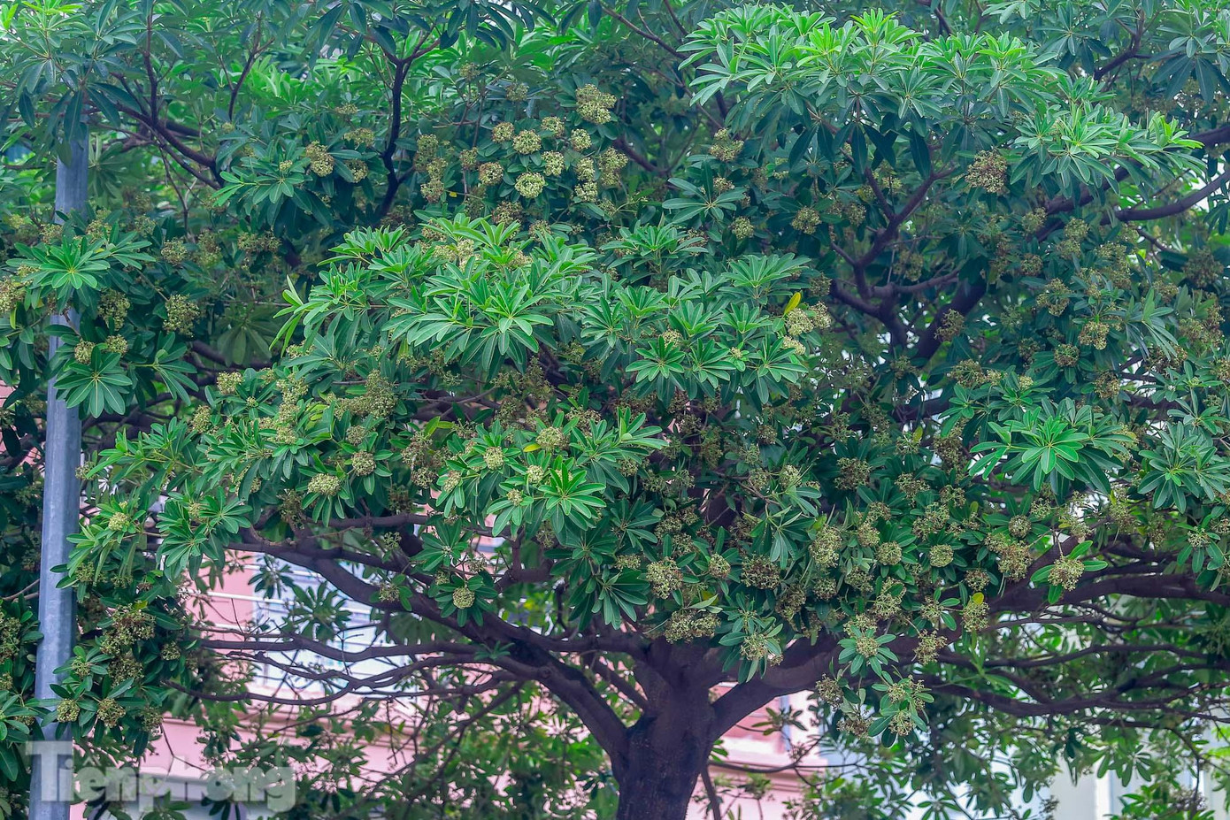 Cây hoa sữa được cho là phát triển nhanh, ít sâu bệnh, cho bóng mát quanh năm, nên có vài tuyến phố hoa sữa được trồng theo kiểu vườn ươm. Cây hoa sữa được cho là phát triển nhanh, ít sâu bệnh, cho bóng mát quanh năm, nên có vài tuyến phố hoa sữa được trồng theo kiểu vườn ươm.