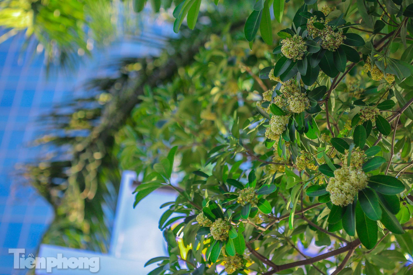 Hoa sữa, biểu tượng của mùa thu Hà Nội, đã trở thành nguồn cảm hứng bất tận cho các nhà thơ, nhà văn, nhạc sĩ sáng tác nên những áng thơ, áng văn và những ca khúc sống mãi cùng thời gian. Hoa sữa, biểu tượng của mùa thu Hà Nội, đã trở thành nguồn cảm hứng bất tận cho các nhà thơ, nhà văn, nhạc sĩ sáng tác nên những áng thơ, áng văn và những ca khúc sống mãi cùng thời gian.