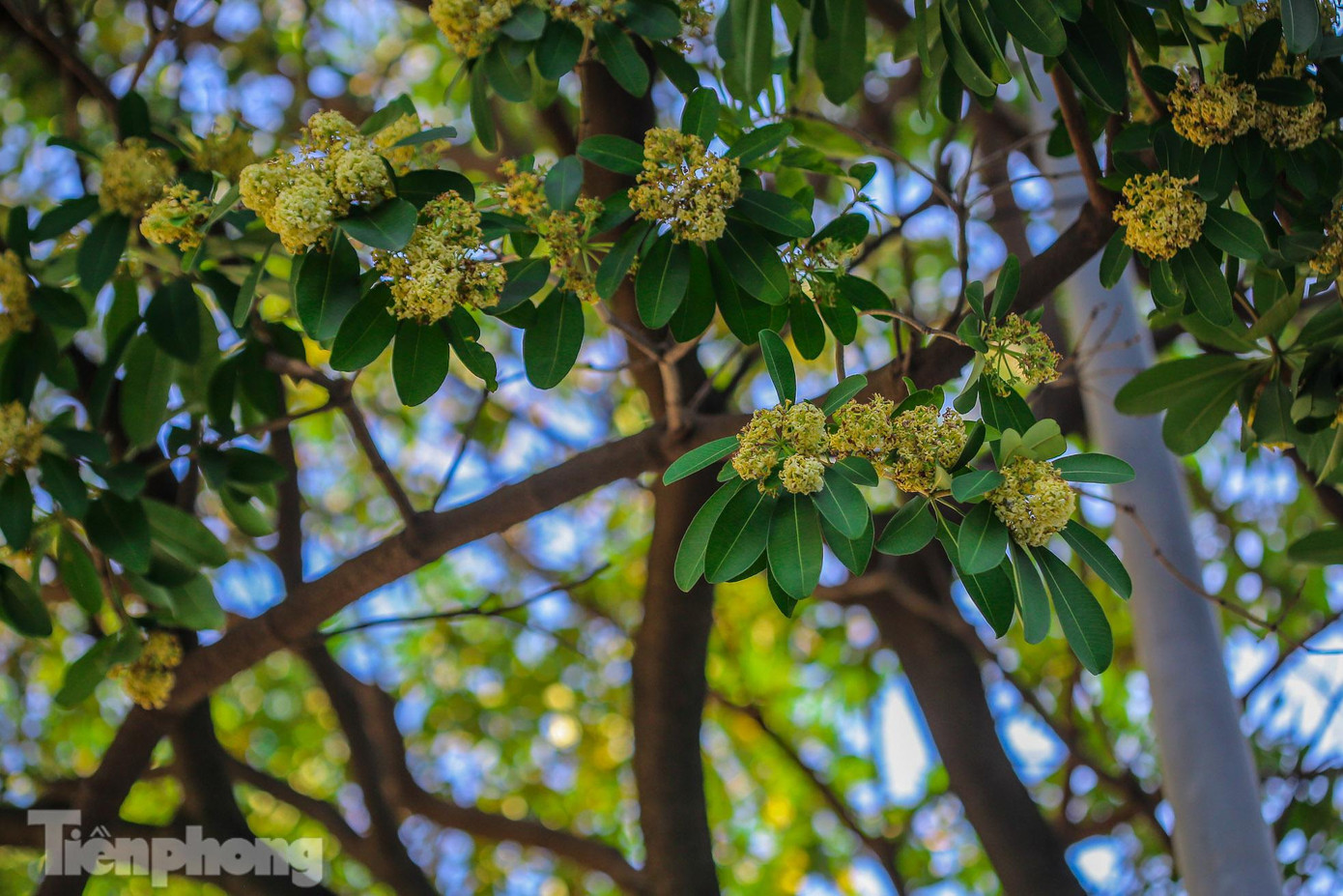 Những chùm hoa sữa nở trắng điểm trên sắc xanh của lá cây. Những chùm hoa sữa nở trắng điểm trên sắc xanh của lá cây.