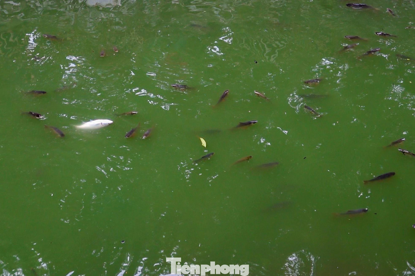 Mực nước ở đây dâng cao và xuất hiện nhiều cá, đặc biệt là đoạn đầu đường Hoàng Quốc Việt. Mực nước ở đây dâng cao và xuất hiện nhiều cá, đặc biệt là đoạn đầu đường Hoàng Quốc Việt.