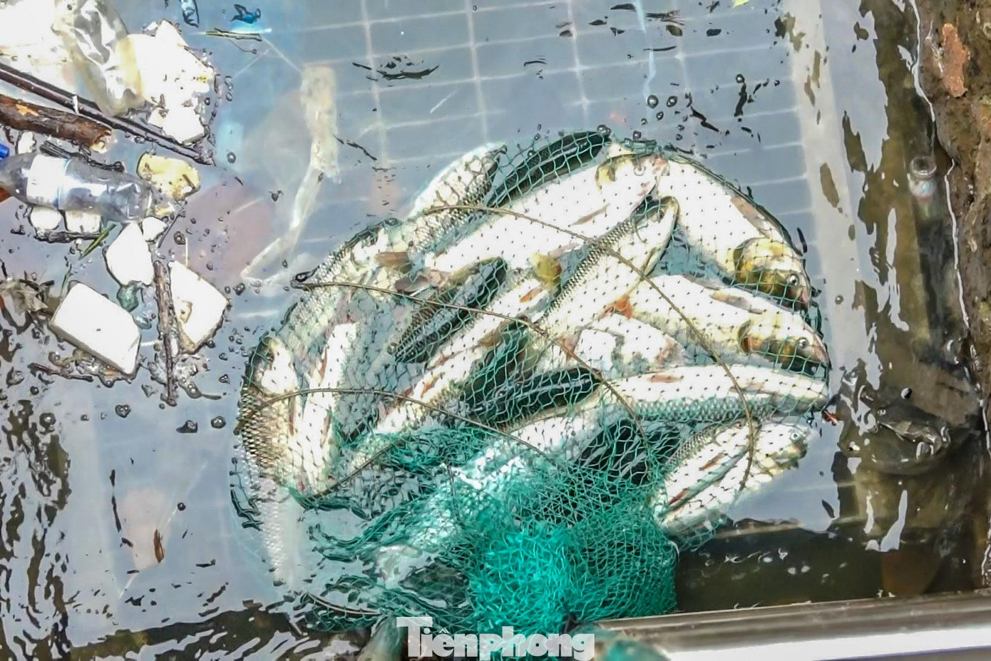 Mặc dù bắt cá giữa trời mưa, nhưng người dân vẫn hồ hởi khi nhìn thành quả "thu hoạch" được. Mặc dù bắt cá giữa trời mưa, nhưng người dân vẫn hồ hởi khi nhìn thành quả "thu hoạch" được.