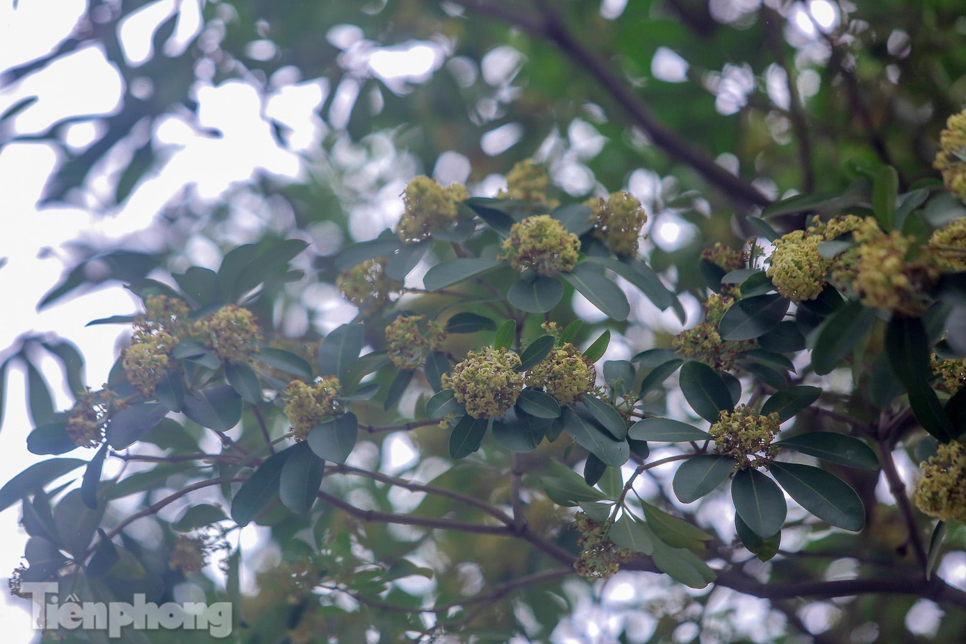 Bông hoa sữa nhỏ màu trắng kết thành chùm vươn mình giữa trời thu. Bông hoa sữa nhỏ màu trắng kết thành chùm vươn mình giữa trời thu.