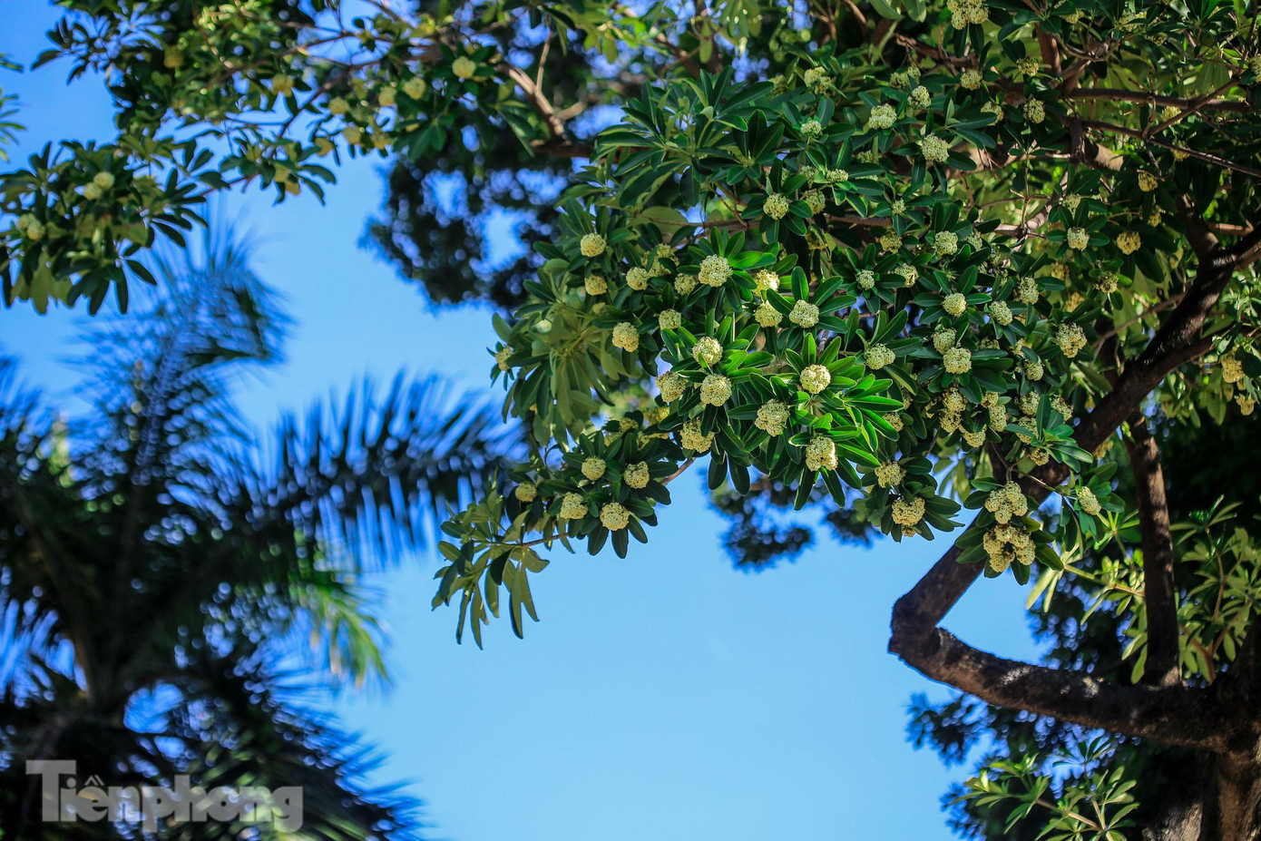 Khi những cơn gió cuối thu trở về, mang theo cái lạnh của buổi chớm đông, cũng là lúc hoa sữa Hà Nội tỏa hương. Khi những cơn gió cuối thu trở về, mang theo cái lạnh của buổi chớm đông, cũng là lúc hoa sữa Hà Nội tỏa hương.