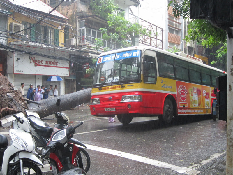 Cây đổ ngang qua phần đuôi xe