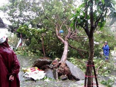 Có khoảng 40 ngàn cây xanh ngã đổ do bão số 11