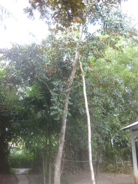 Thoát chết kỳ diệu dù rơi từ cây cao 11m xuống đất ảnh 1