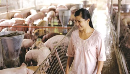 Đột phá khoa học cho ngành chăn nuôi heo ảnh 1